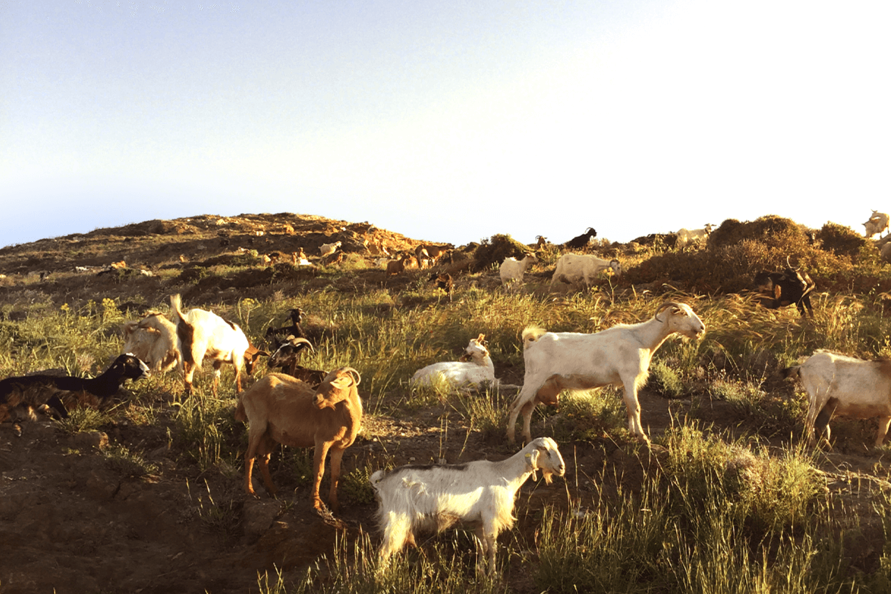 goats that live freely